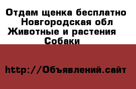 Отдам щенка бесплатно - Новгородская обл. Животные и растения » Собаки   